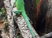 Fiji banded iguanas adult pair