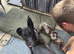 Dutch shepard looking for forever home