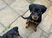 10 weeks old alpha Rottweiler Puppy