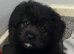 Female gsd cross puppy