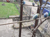 Budgies, canaries, finches to pre order