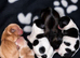 Show cocker x Shih Tzu