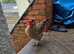 Cream legbar hens
