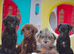 READY NOW Miniature Patterpoo’s