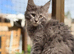 Ready this weekend, TICA registered Maine coon kitten