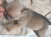 6 frenchies