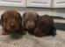 Puppy&rsquo;s