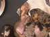 Miniture dachshunds