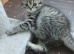 Bsh X Scotish stright kittens.