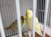 2026 Baby Budgies Ready To Leave 