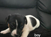 Minture jack russel