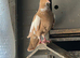 AFGHAN PIGEONS