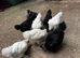 Pekin bantam cross silky chicken