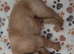 Beautiful labrador puppies