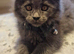 Stunning Maine Coon Kittens &ndash; Ready Now &ndash; &pound;1000