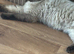 Ragdoll seal point female