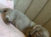 5 KC Miniature Dachshunds