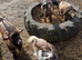 Pygmy goat weathers