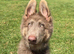 Male Isabella shep puppy