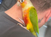 Hand-Reared High Red Pineapple Conure