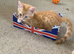 Ginger male kitten