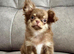 2 beautiful apple head chihuahau boys