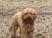 Daxipoo pups looking for there forever homes