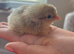 Beautiful chicks