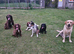 Wanted spaniels,labs, any gundog breed
