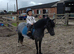 Beautiful 3 year old section a mare
