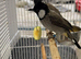 Bulbul available in Liverpool