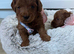 Tiny Asian style maltipoo puppies avalible