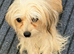 Chinese crested x dachshund