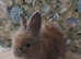 Pedigree English Angora Boy