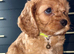 One Adorable miniature F1 red Cavapoo male