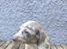 Miniature dachshund puppies