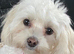 TINY KOREAN MALTIPOO PUPPIES