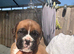 KC BOXERS BOBTAIL AND TAIL