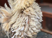 Serama frizzle Cockerell