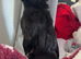 Mini Rex urgently looking for new home