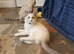 Beautiful GCCF Registered Ragdoll Kittens.