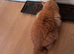 Make mainecoon cat