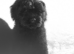 F1 cavapoo babies