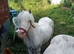 Sweet spotted project mare