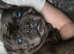 French bulldog stud