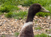 Welsh Harlequin ducks