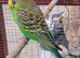 Baby budgies
