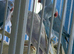 Baby Indian Ringneck parrot
