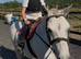 11.3/12H - 16Yo - Grey - Mare - Ride & Drive