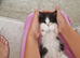 10 week old fluffy girl kitten